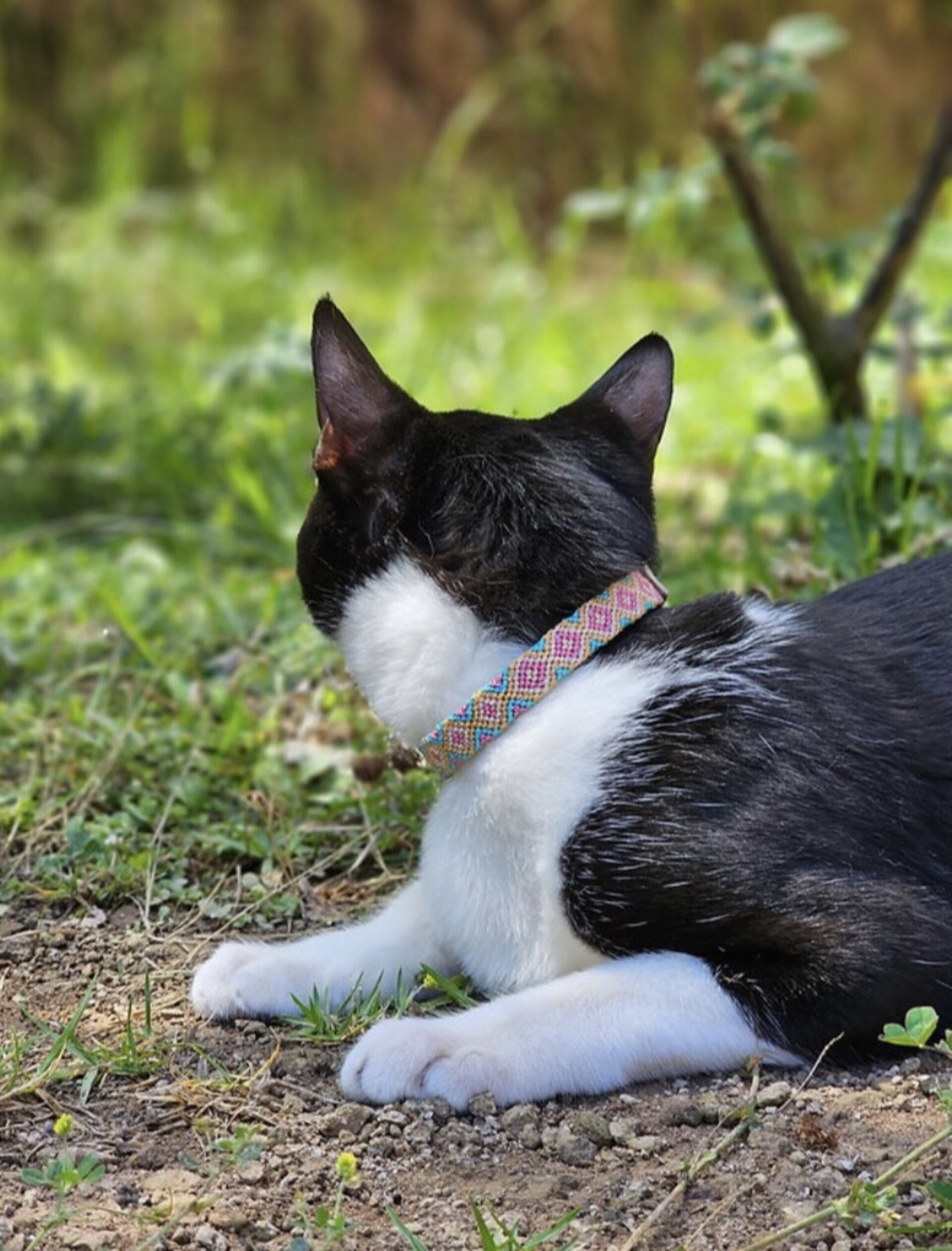 Collar GATO L ROSA 28.5cm - 4